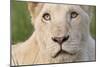 Close Up Portrait Of A White Lion Face-Karine Aigner-Mounted Photographic Print
