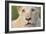 Close Up Portrait Of A White Lion Face-Karine Aigner-Framed Photographic Print