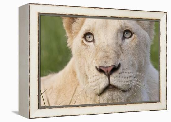 Close Up Portrait Of A White Lion Face-Karine Aigner-Framed Premier Image Canvas