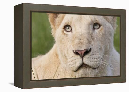 Close Up Portrait Of A White Lion Face-Karine Aigner-Framed Premier Image Canvas