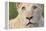 Close Up Portrait Of A White Lion Face-Karine Aigner-Framed Premier Image Canvas