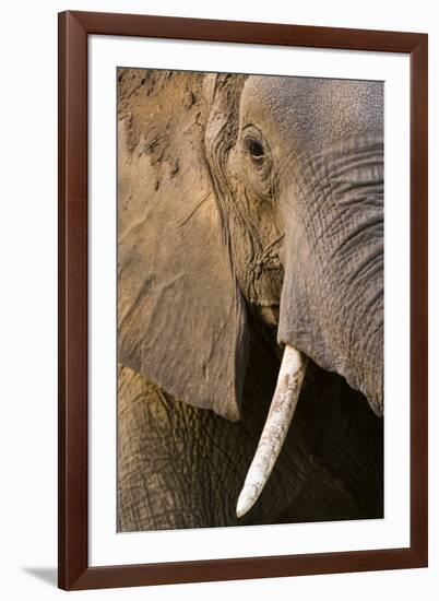 Close-up portrait of an African elephant (Loxodonta africana), Khwai Concession, Okavango Delta, Bo-Sergio Pitamitz-Framed Photographic Print