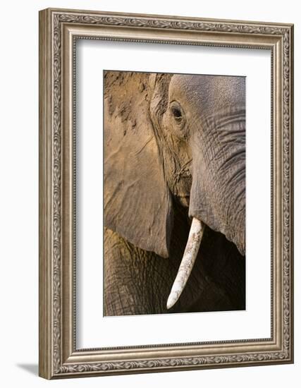 Close-up portrait of an African elephant (Loxodonta africana), Khwai Concession, Okavango Delta, Bo-Sergio Pitamitz-Framed Photographic Print