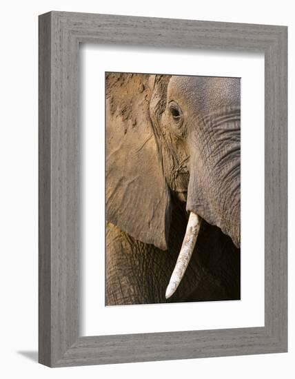 Close-up portrait of an African elephant (Loxodonta africana), Khwai Concession, Okavango Delta, Bo-Sergio Pitamitz-Framed Photographic Print