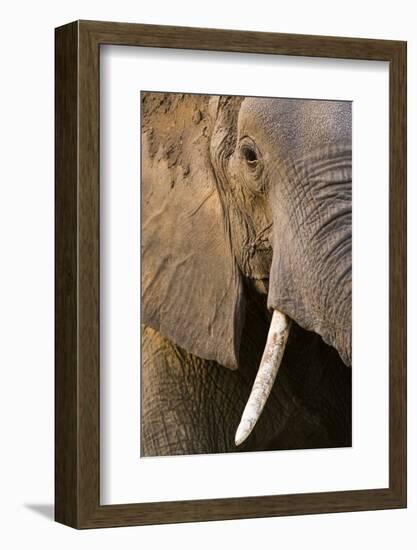 Close-up portrait of an African elephant (Loxodonta africana), Khwai Concession, Okavango Delta, Bo-Sergio Pitamitz-Framed Photographic Print