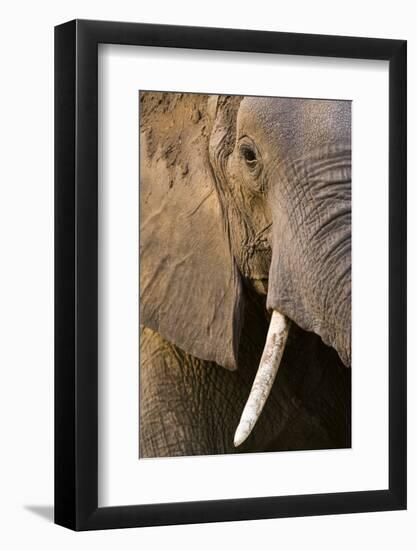 Close-up portrait of an African elephant (Loxodonta africana), Khwai Concession, Okavango Delta, Bo-Sergio Pitamitz-Framed Photographic Print