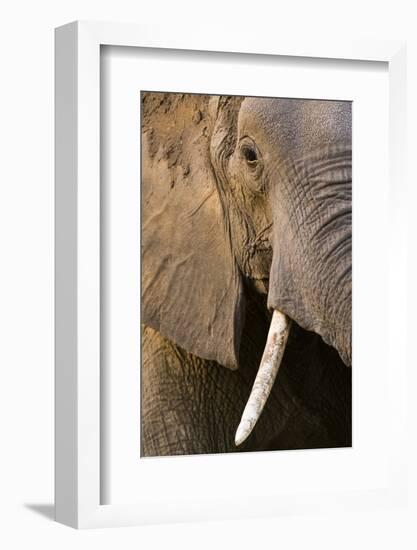 Close-up portrait of an African elephant (Loxodonta africana), Khwai Concession, Okavango Delta, Bo-Sergio Pitamitz-Framed Photographic Print