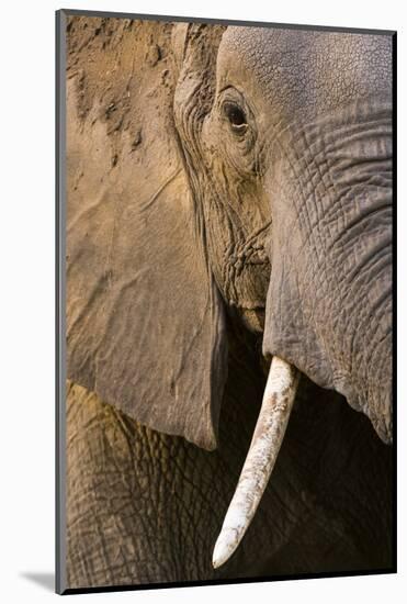 Close-up portrait of an African elephant (Loxodonta africana), Khwai Concession, Okavango Delta, Bo-Sergio Pitamitz-Mounted Photographic Print