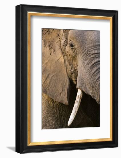 Close-up portrait of an African elephant (Loxodonta africana), Khwai Concession, Okavango Delta, Bo-Sergio Pitamitz-Framed Photographic Print