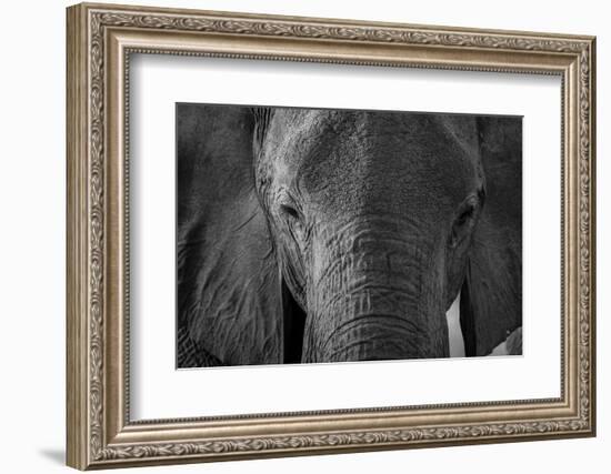 Close-up portrait of an African elephant (Loxodonta africana), Khwai Concession, Okavango Delta, Bo-Sergio Pitamitz-Framed Photographic Print