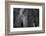 Close-up portrait of an African elephant (Loxodonta africana), Khwai Concession, Okavango Delta, Bo-Sergio Pitamitz-Framed Photographic Print