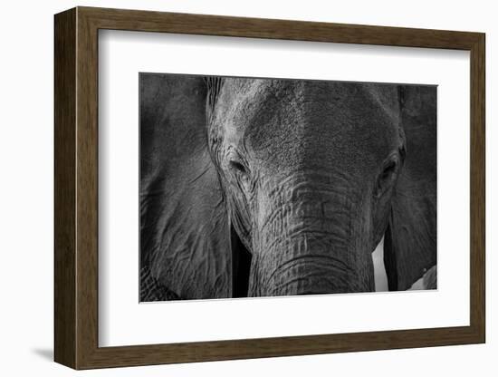 Close-up portrait of an African elephant (Loxodonta africana), Khwai Concession, Okavango Delta, Bo-Sergio Pitamitz-Framed Photographic Print