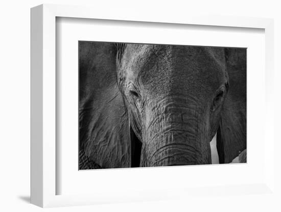 Close-up portrait of an African elephant (Loxodonta africana), Khwai Concession, Okavango Delta, Bo-Sergio Pitamitz-Framed Photographic Print