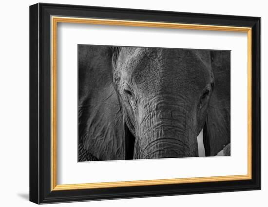 Close-up portrait of an African elephant (Loxodonta africana), Khwai Concession, Okavango Delta, Bo-Sergio Pitamitz-Framed Photographic Print