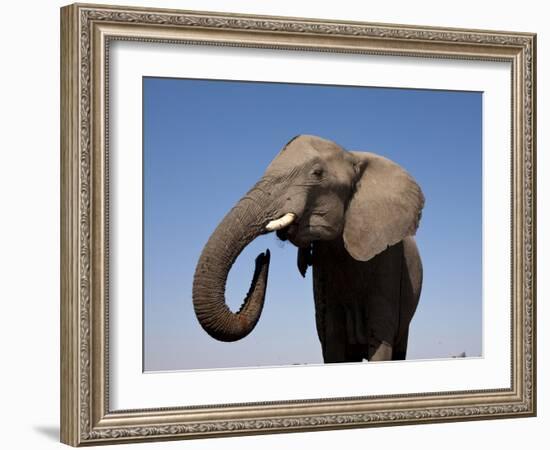 Close Up Portrait of an African Elephant on a Clear Blue Sky.  Hwange National Park, Zimbabwe-Karine Aigner-Framed Photographic Print