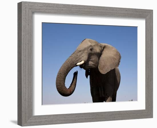 Close Up Portrait of an African Elephant on a Clear Blue Sky.  Hwange National Park, Zimbabwe-Karine Aigner-Framed Photographic Print