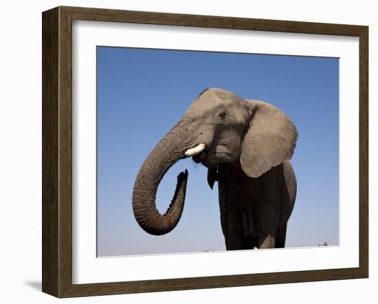 Close Up Portrait of an African Elephant on a Clear Blue Sky.  Hwange National Park, Zimbabwe-Karine Aigner-Framed Photographic Print