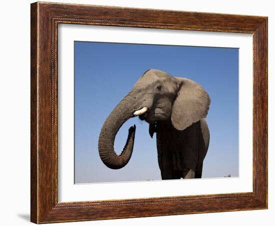 Close Up Portrait of an African Elephant on a Clear Blue Sky.  Hwange National Park, Zimbabwe-Karine Aigner-Framed Photographic Print