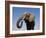 Close Up Portrait of an African Elephant on a Clear Blue Sky.  Hwange National Park, Zimbabwe-Karine Aigner-Framed Photographic Print