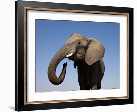 Close Up Portrait of an African Elephant on a Clear Blue Sky.  Hwange National Park, Zimbabwe-Karine Aigner-Framed Photographic Print