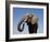 Close Up Portrait of an African Elephant on a Clear Blue Sky.  Hwange National Park, Zimbabwe-Karine Aigner-Framed Photographic Print