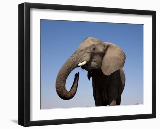 Close Up Portrait of an African Elephant on a Clear Blue Sky.  Hwange National Park, Zimbabwe-Karine Aigner-Framed Photographic Print