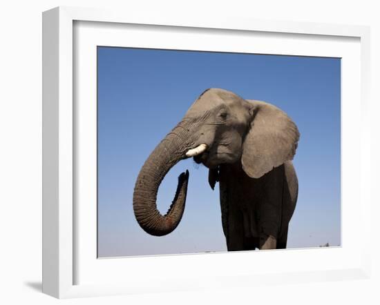 Close Up Portrait of an African Elephant on a Clear Blue Sky.  Hwange National Park, Zimbabwe-Karine Aigner-Framed Photographic Print