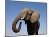 Close Up Portrait of an African Elephant on a Clear Blue Sky.  Hwange National Park, Zimbabwe-Karine Aigner-Mounted Photographic Print