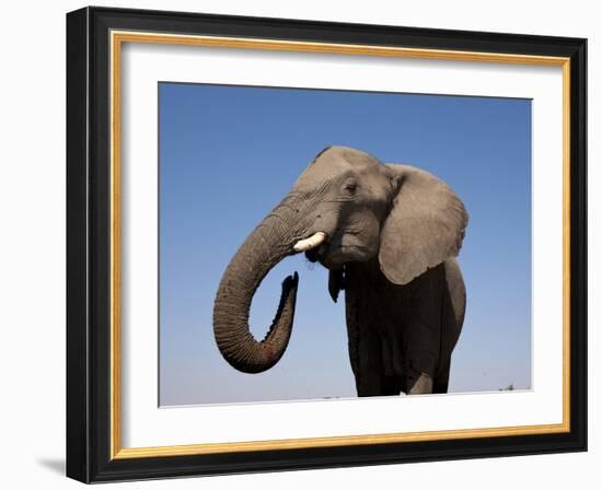 Close Up Portrait of an African Elephant on a Clear Blue Sky.  Hwange National Park, Zimbabwe-Karine Aigner-Framed Photographic Print