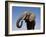 Close Up Portrait of an African Elephant on a Clear Blue Sky.  Hwange National Park, Zimbabwe-Karine Aigner-Framed Photographic Print