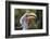 Close-up portrait of an eastern yellow-billed hornbill (Tockus flavirostris), Khwai Concession, Oka-Sergio Pitamitz-Framed Photographic Print