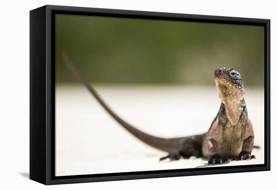 Close-Up Portrait of an Iguana on the Beach Near Staniel Cay, Exuma, Bahamas-James White-Framed Premier Image Canvas