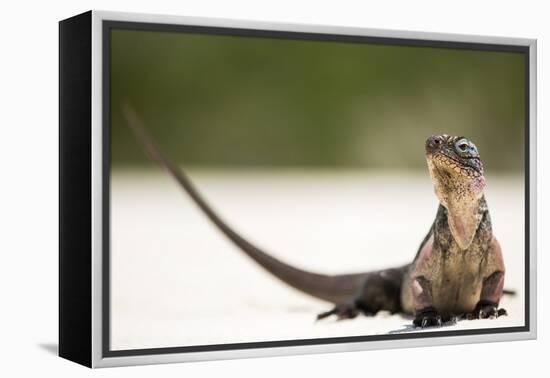 Close-Up Portrait of an Iguana on the Beach Near Staniel Cay, Exuma, Bahamas-James White-Framed Premier Image Canvas