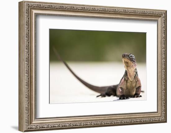 Close-Up Portrait of an Iguana on the Beach Near Staniel Cay, Exuma, Bahamas-James White-Framed Photographic Print