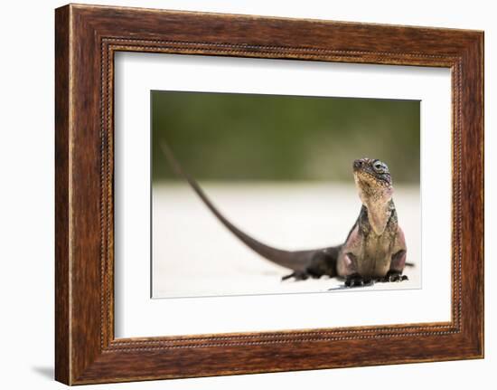 Close-Up Portrait of an Iguana on the Beach Near Staniel Cay, Exuma, Bahamas-James White-Framed Photographic Print