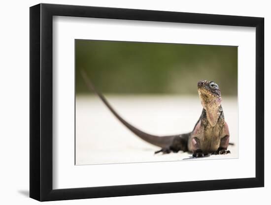 Close-Up Portrait of an Iguana on the Beach Near Staniel Cay, Exuma, Bahamas-James White-Framed Photographic Print