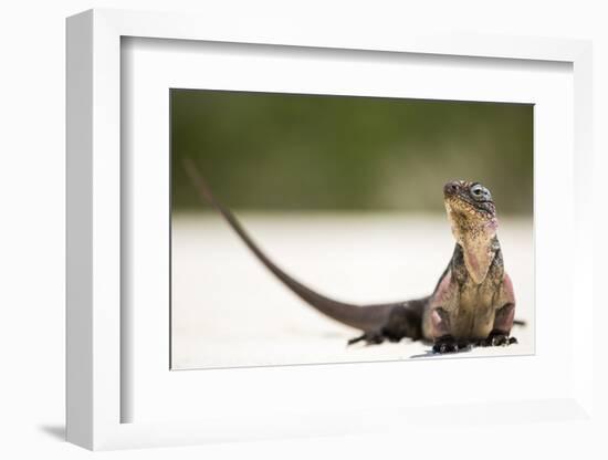 Close-Up Portrait of an Iguana on the Beach Near Staniel Cay, Exuma, Bahamas-James White-Framed Photographic Print