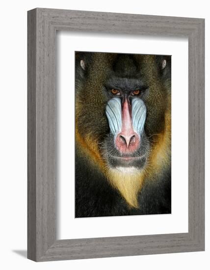 Close up Portrait of Baboon Monkey-Reinhold Leitner-Framed Photographic Print