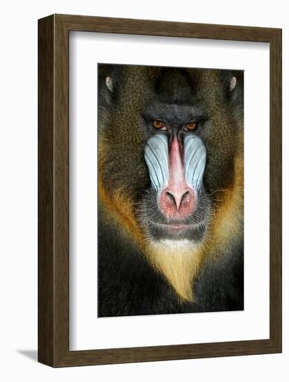 Close up Portrait of Baboon Monkey-Reinhold Leitner-Framed Photographic Print