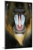 Close up Portrait of Baboon Monkey-Reinhold Leitner-Mounted Photographic Print