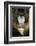 Close up Portrait of Baboon Monkey-Reinhold Leitner-Framed Photographic Print