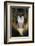Close up Portrait of Baboon Monkey-Reinhold Leitner-Framed Photographic Print