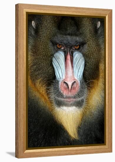 Close up Portrait of Baboon Monkey-Reinhold Leitner-Framed Premier Image Canvas