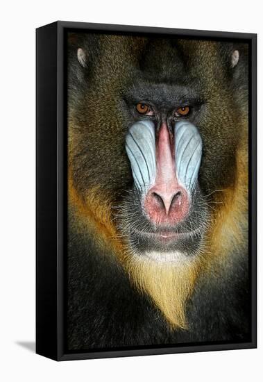 Close up Portrait of Baboon Monkey-Reinhold Leitner-Framed Premier Image Canvas