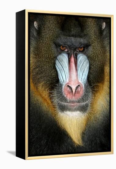 Close up Portrait of Baboon Monkey-Reinhold Leitner-Framed Premier Image Canvas