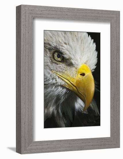 Close-up portrait of Bald eagle, Kentucky-Adam Jones-Framed Photographic Print