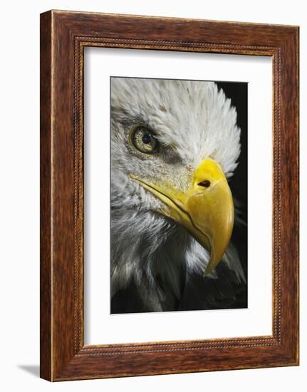 Close-up portrait of Bald eagle, Kentucky-Adam Jones-Framed Photographic Print