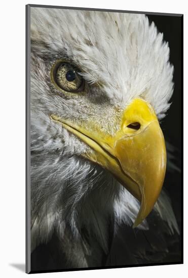 Close-up portrait of Bald eagle, Kentucky-Adam Jones-Mounted Photographic Print