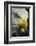 Close-up portrait of Bald eagle, Kentucky-Adam Jones-Framed Photographic Print