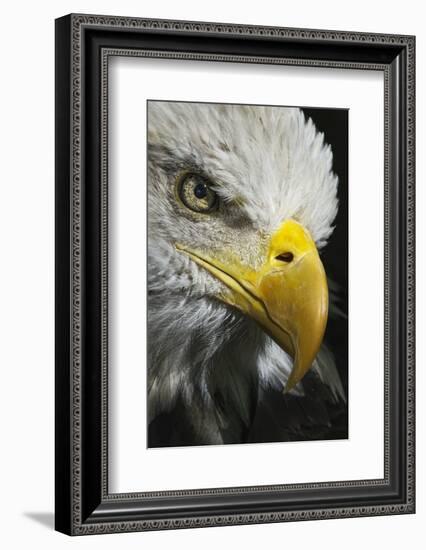 Close-up portrait of Bald eagle, Kentucky-Adam Jones-Framed Photographic Print